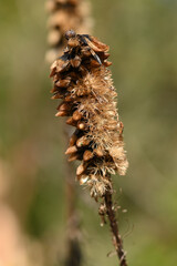 fleur séchée en automne