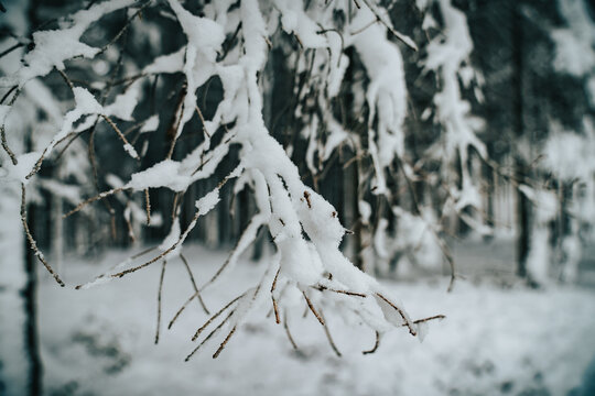 Snow Branches