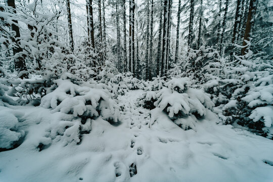 Winter Footsteps