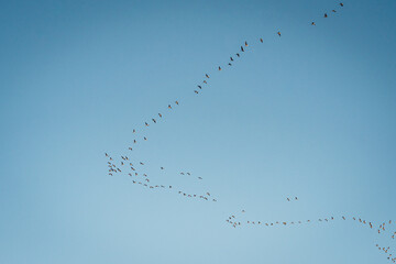 The key of the birds