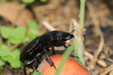 natural stag beetle insect macro photo
