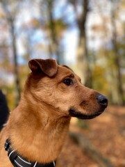 Hundeportrait, Hundeschnauze, Sonnenlicht, Herbst, Blätter, hundegeschirr, Leine, hundeschnauze,...