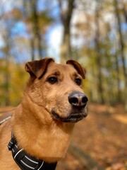Hundeportrait, Hundeschnauze, hundegeschirr, Hund aus Tierheim, Sonnenlicht, Herbst, Blätter, hundegeschirr, Leine, hundeschnauze, Hundeohren, Tierheim, Portrait, Terrier, mischling, Natur, Fotografie