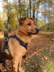 Brauner Hund im Wald, Tierheim, fröhlicher Hund, Herbstwald, Hund im Herbst, Sonnenlicht, Herbst, Blätter, hundegeschirr, Leine, hundeschnauze, Hundeohren, Tierheim, Portrait, Terrier, Natur