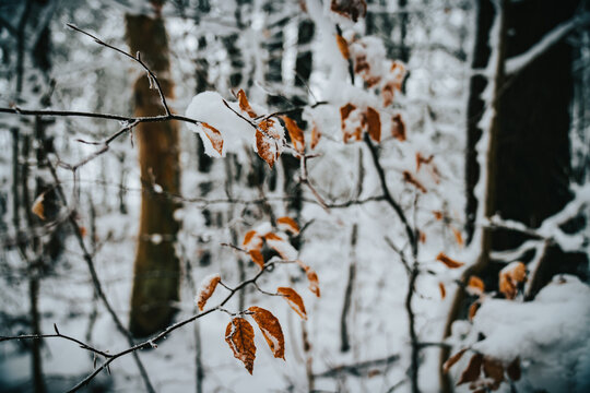 Autumn leafs in Winter 2