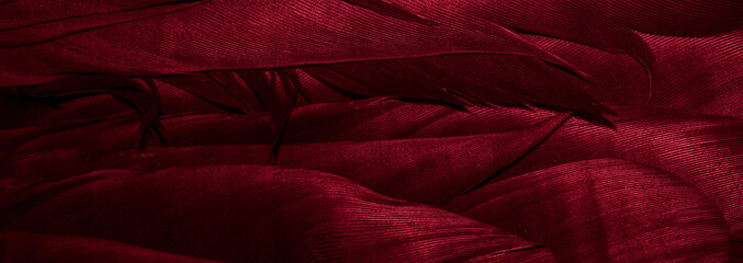 red feathers background or texture with visible details