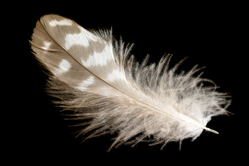 brown hawk feather on black isolated background