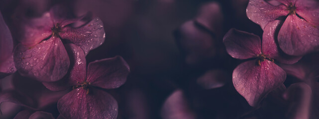 Closeup of purple hyrangea flower with water drops in garden. Macro dark pink hortensia with bokeh...
