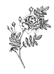 Rose sketch illustration. Black and white vector isolated drawing