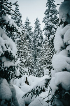 Winter Trees