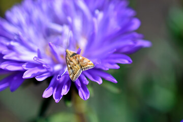 Chinese aster multicolored flowers macro photo