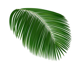Obraz premium Realistic tropical leaf. Palm tree foliage, green exotic plants elements, jungle hawaiian summer nature isolated design element, subtropical plant, botanical decor vector 3d object