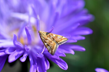 Chinese aster multicolored flowers macro photo