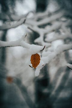 Autumn leaf in Winter