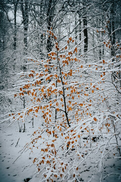 Autumn leafs in Winter