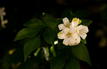 White Murraya paniculata blooming, insects are collecting nectar.