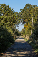 Obraz premium Waldweg zum Feld