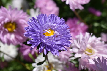 Obraz premium Chinese aster multicolored flowers macro photo