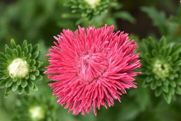 Chinese aster multicolored flowers macro photo