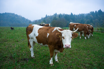 Naklejka na ściany i meble grazing cows in the mountains 