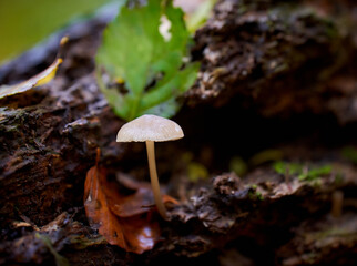 Pilz Herbst Wald
