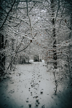 Snow Stepps