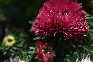 Chinese aster multicolored flowers macro photo