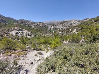 Fototapeta na wymiar mediterranean forest on the island of Crete