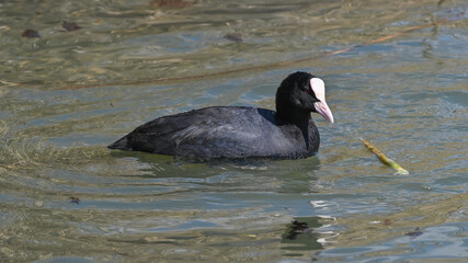Folaga, anatra, che nuota sul fiume 