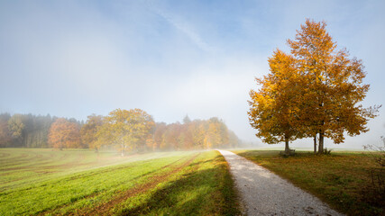 Baum im Nebel Herbst