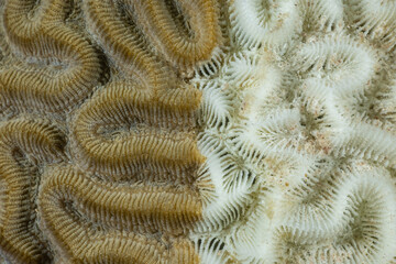 A section of brain coral that is in the process of being killed by Stony Coral Tissue Loss Disease (SCTLD). The image is divided in half, the white side is dead and the brown side is still alive