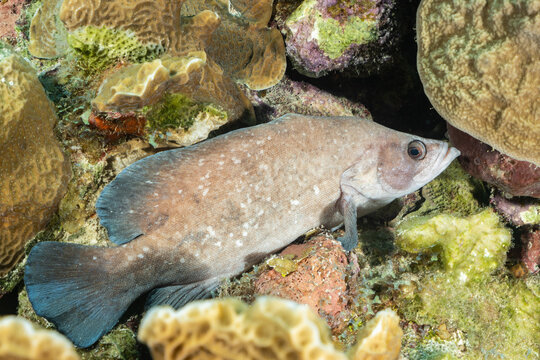 A soapfish lying on the reef in Grand Cayman