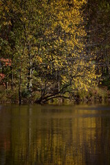 Autumn in the park