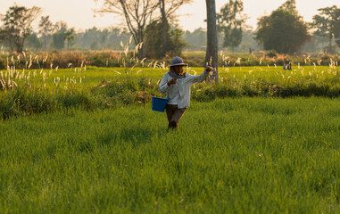 Low light during the dusk. Female farmer walking in rice field of Thailand. And sowing fertilizer to accelerate the growth of rice plants.