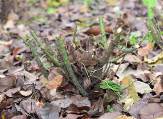 A pruned rose bush covered with dry fallen leaves in autumn. A rose bush with cut stems ready for...