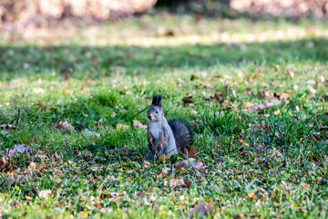 brown squirrel collects nuts for the winter on a sunny autumn day in the park
