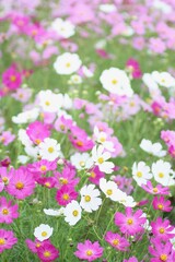 コスモス畑