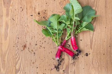 Fresh harvest of long radishes on wooden board covered with soil before washing