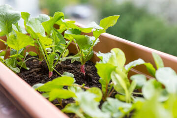 18 day radishes ready to harvest. Urban gardening in pots. Growing fresh vegetables