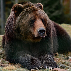 Young brown bear in the Carpathian forests of Ukraine.