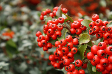 Firethorn or Pyracantha, decorative garden bush with bright red berries. Close up of Pyracantha red berries in autumn, selective focus.