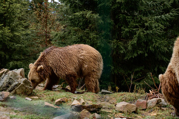 Obraz na płótnie Canvas After hibernation, the brown bear walks through the forest in search of food, the Carpathian forests and its inhabitants.