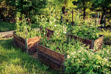 pallet collar raised beds for vegetables planting. permacultural gardening