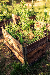 pallet collar raised beds for vegetables planting. permacultural gardening