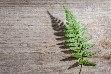 Naklejka premium Fern leaf with hursh shadow on wooden background