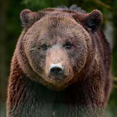 A large brown bear walks through the woods in search of food after hibernation.
