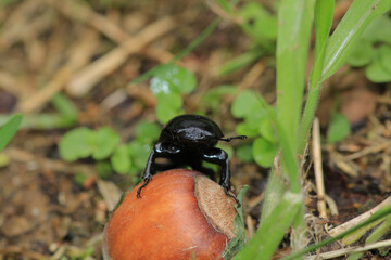 natural stag beetle insect macro photo