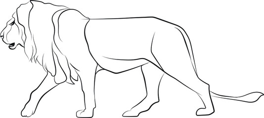 vector lion sketch