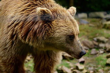 Natural National Park of Ukraine Synevyrska Polyana and its inhabitants are brown bears.