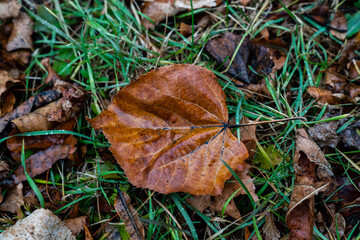 Top view of a large wet brown autumn leaf lying on the green grass after rain